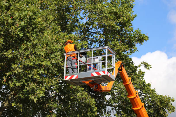 Best Tree Preservation Services  in Chester Gap, VA